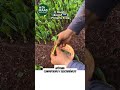 Beneficios de las hormonas de enraizamiento #plantas #usa #spain #agricultura #chile