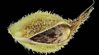 New cannabis strains seeds melon
