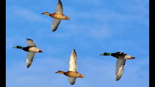 (18+) ПОВЕЗЛО ТАК ПОВЕЗЛО (охота на уток - 2019)