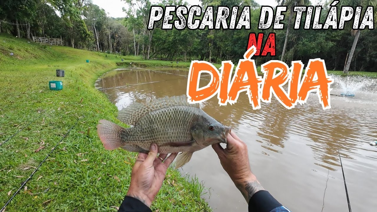 SÓ TILÁPIA BRUTA NAS VARINHA DE CARBONO ! PESCARIA DE TILÁPIA EM PESQUEIRO!