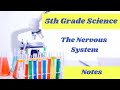Understanding the Nervous System