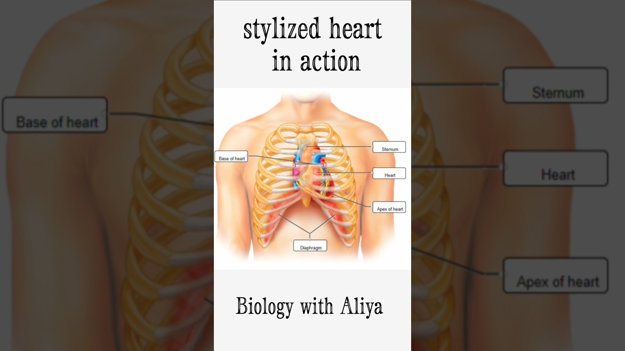 stylized heart in action | 