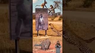 Dua MOMEN Bikin KESEL MACAN TUTUL #animals #leopard #monkey #shorts