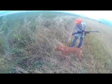 ნადირობა მწყერზე