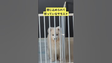 閉じ込められて怒っているサモエド子犬   #サモエドスマイル #サモエド子犬 #犬のいる暮らし #犬好き #犬との暮らし #もふもふ #もふもふ犬 #大型犬 #大型犬仔犬 #大型犬のいる暮らし