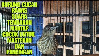 BURUNG CUCAK RAWIS GACOR@benthotkicau2969