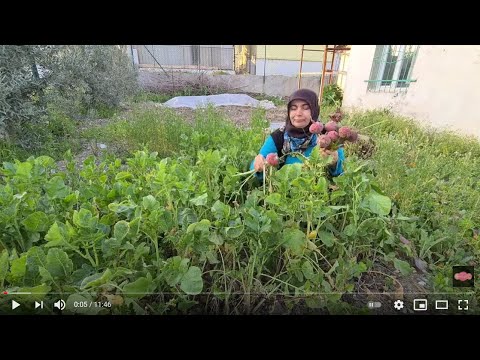 Video: Kendimiz Turp Yetiştiriyoruz