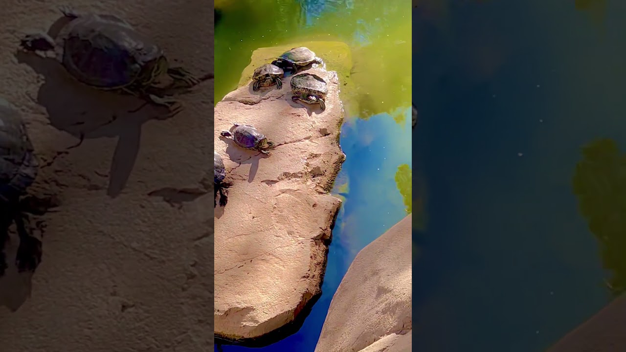 Центральный парк  Гонконга - Hong Kong Park  ❤️ Озеро  с огромным  семейством черепах… ❤️🐢