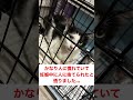 人間に捨てられた母猫の過酷すぎる子育て￼#ほごねこ #保護猫 #こねこ #地域猫活動 #cat