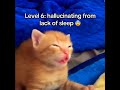 Cats But They Are Getting More Sleepy 