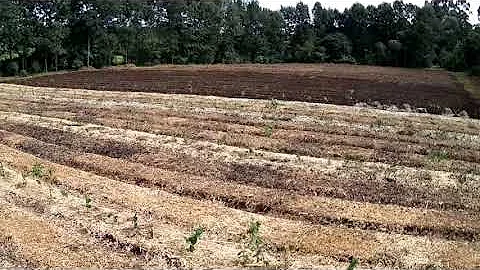 ONE YEAR of Syntropic Agroforestry | ForestFoods Limuru Kenya