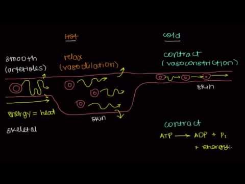 Thermoregulation by Muscles