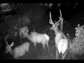 I left a TRAIL CAMERA at My Gate