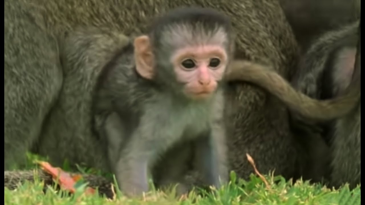 cute baby monkeys pictures