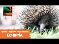 ANIMAL TALES WITH TIM FAULKNER | EPISODE FIVE | ECHIDNA