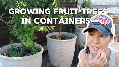 Grow Your Own Orchard: Ultimate Guide to Growing Fruit Trees in Containers!