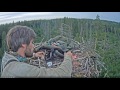 The ringing of Osprey chick, ring RR / Estonian Osprey nest