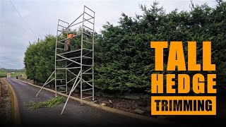 Tall Leylandii Trees / Hedge Trimmed