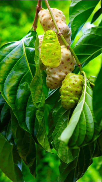 noni juice.#australia #funny #fotocantik #safira #shortvideo #viral
