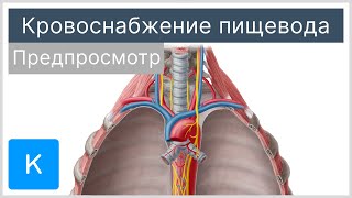 Кровоснабжение пищевода (предпросмотр) - Анатомия человека | Kenhub