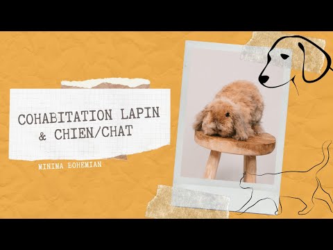 COHABITATION LAPIN & CHIEN/CHAT