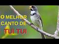 O MELHOR CANTO DE COLEIRO TUI TUI ZEL ZEL POR 10 HORAS
