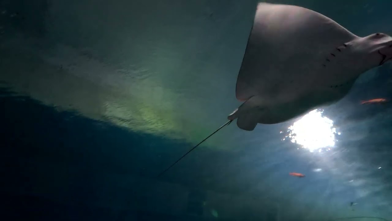 Point Defiance Zoo and Aquarium, Tacoma WA