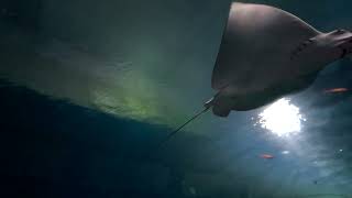 Point Defiance Zoo and Aquarium, Tacoma WA