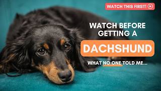 The TRUTH About Dachshunds | What You Need to Know About This Dog!