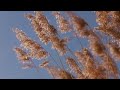 Звуки камыша. Sounds of reeds.