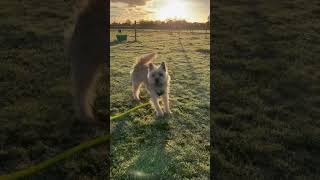 Cairn Terrier shows off with a happy dance on a frosty autumn morning #shorts