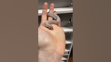 Thumbnail of Cute Hognose Snake