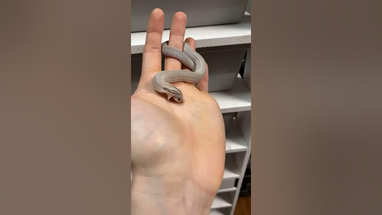 Cute Hognose Snake