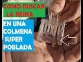 COMO ENCONTRAR LA REINA, EN UNA COLMENA SUPER POBLADA