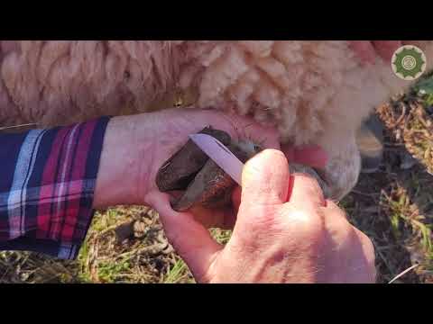 Vídeo: Cuidado De Cascos Para Gado, Cabras E Outros Ruminantes