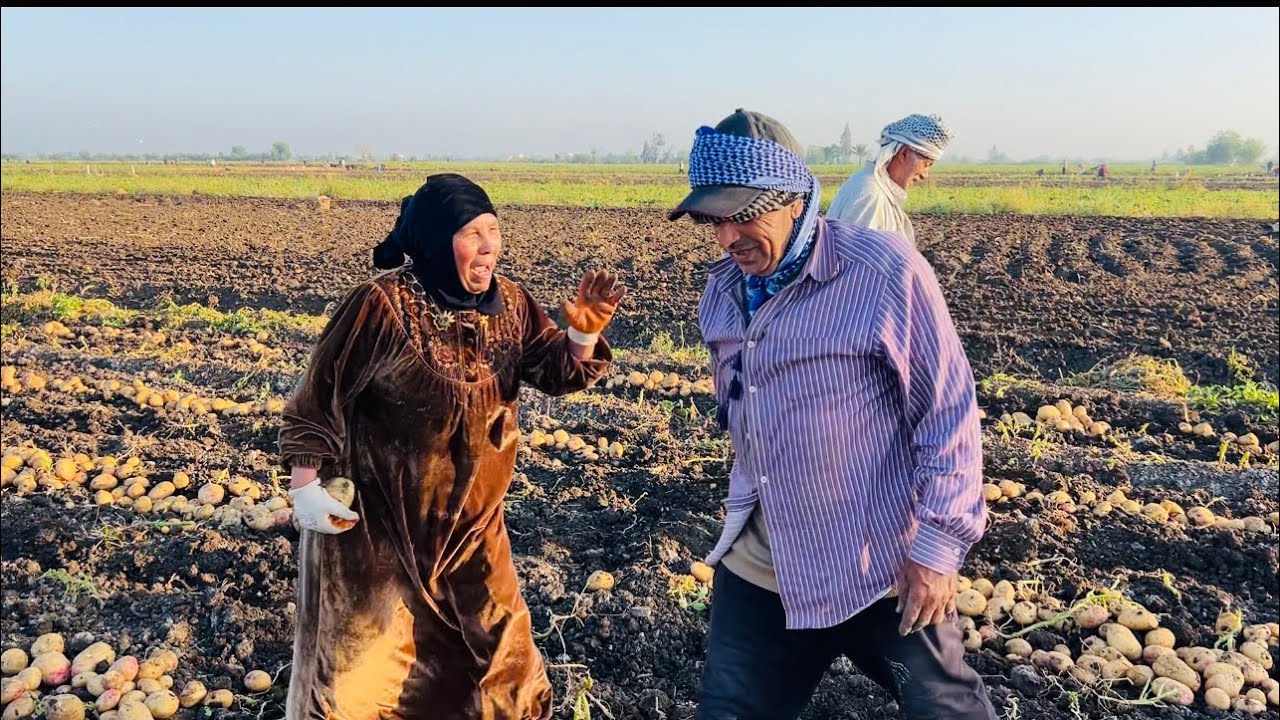 دراعنا راس مالنا وجية يوم الحصاد لزراعة البطاطس الخير على قدوم الوردين هما دول ١٦ قراط إلى ٢ مليون😂😂