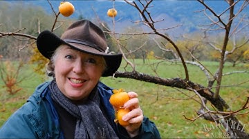 The Right Way to Harvest Asian Persimmons!