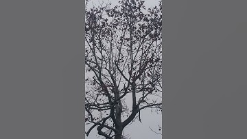 maple tree in the rain