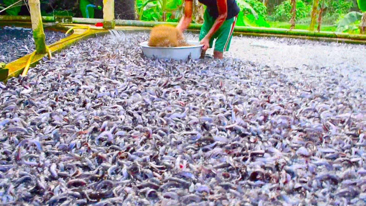 Hybrid Magur Fish Farming Business In India || Catfish Farming Business