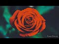 Rose With Thorns