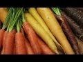 Exploring the Rich Palette of Carrot Varieties: From Purple to Orange