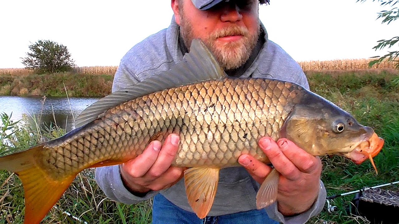 Carp Fishing a Small Pond (Fall Carp Fishing) YouTube