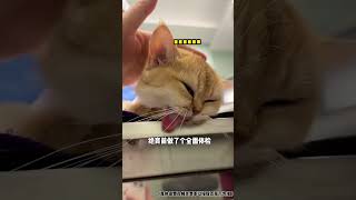 【牛奶是只猫】小老二报一丝……我不是故意的哈哈哈……