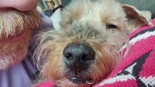 Kissing 15 year old Murphy, the cutest Welsh Terrier.