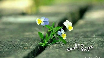 سورة المسد/أبو بكر الشاطري