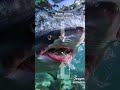 Why Sharks Never Truly Sleep 🦈 (The Science Explained) #shorts