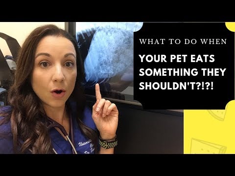 Video: 12 ting, alle hundeforældre skal se, hvis deres hund elsker dem