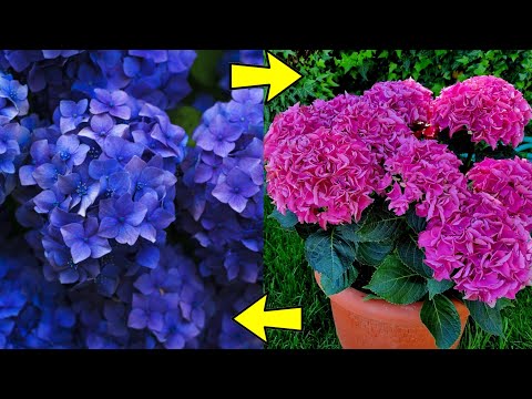 Video: Las mejores hortensias para los jardines de la zona 7 - Consejos para cultivar arbustos de hortensias en la zona 7