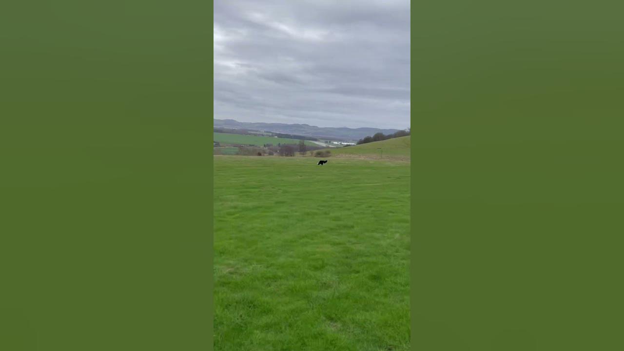 Border collies running FLAT OUT YouTube
