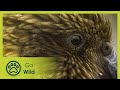 Beak & Brain: Genius Birds from Down Under - Go Wild